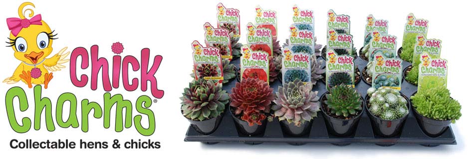 buy plant seeds online Climbing Vine Flower Seed Bundle