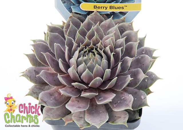 Chick Charms® Berry Blues™