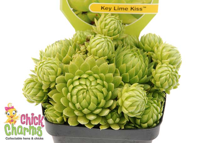 Chick Charms® Key Lime Kiss™